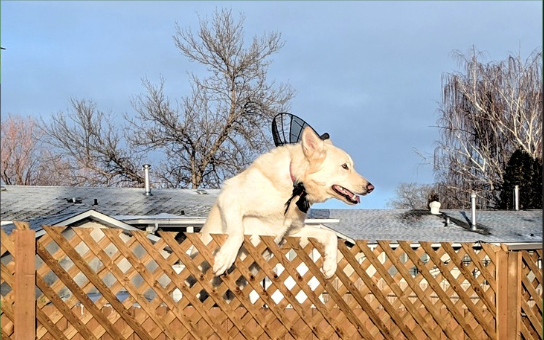 A white dog jumping over a fence. Be notified the moment your pet leaves your yard.